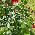 Relax Da Sabry Holiday home Senigallia