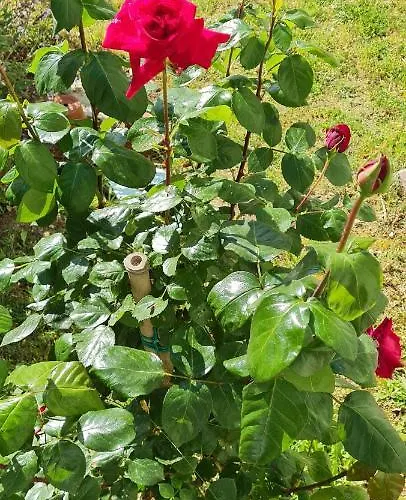 Relax Da Sabry Σπίτι διακοπών Σενιγκάλια